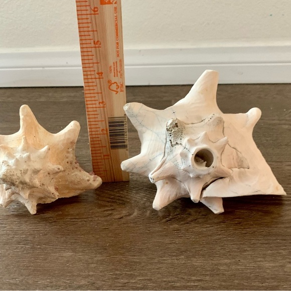 Sea Shell of 2 - Picture 10 of 10